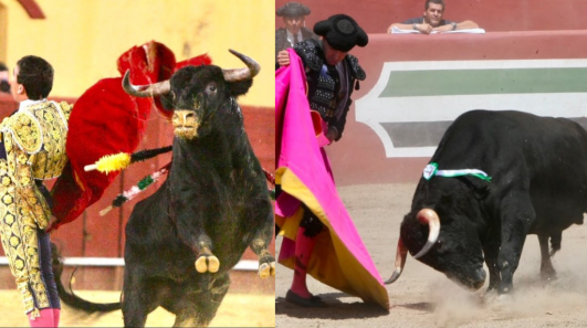 Los novillos que han ido dejando huella en el Circuito de Novilladas de Extremadura